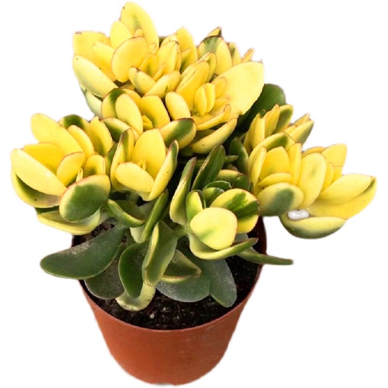 高级精品黄金花月锦老桩大株多肉植物庭院阳台美观净化空气盆栽花