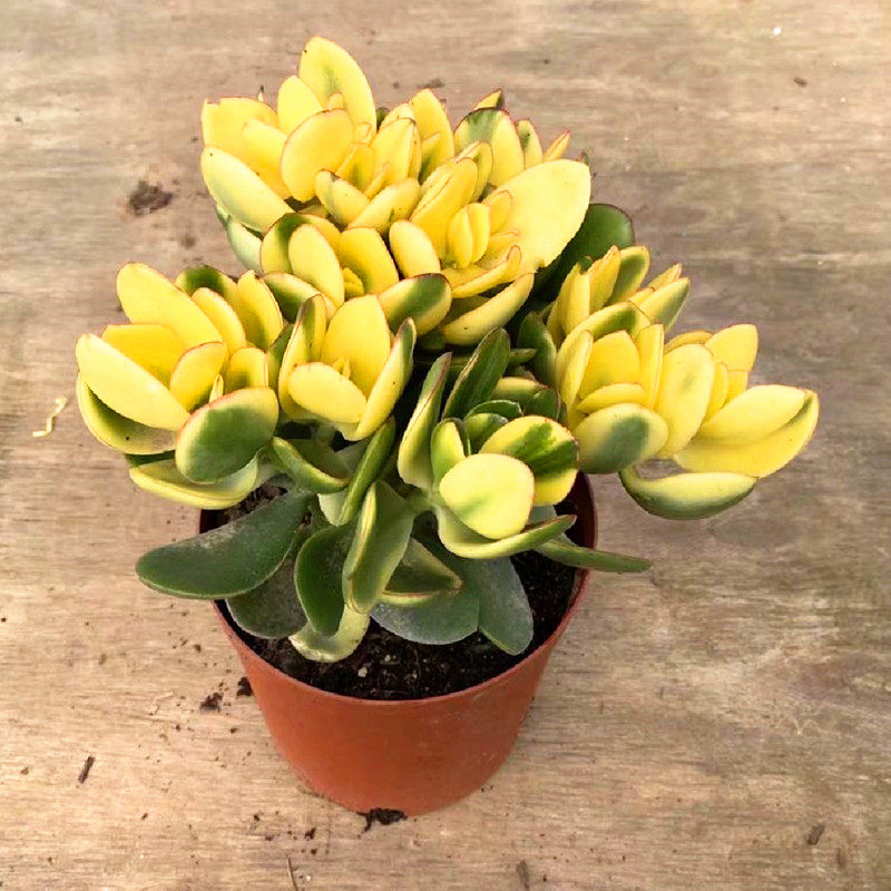 高级精品黄金花月锦老桩大株多肉植物庭院阳台美观净化空气盆栽花