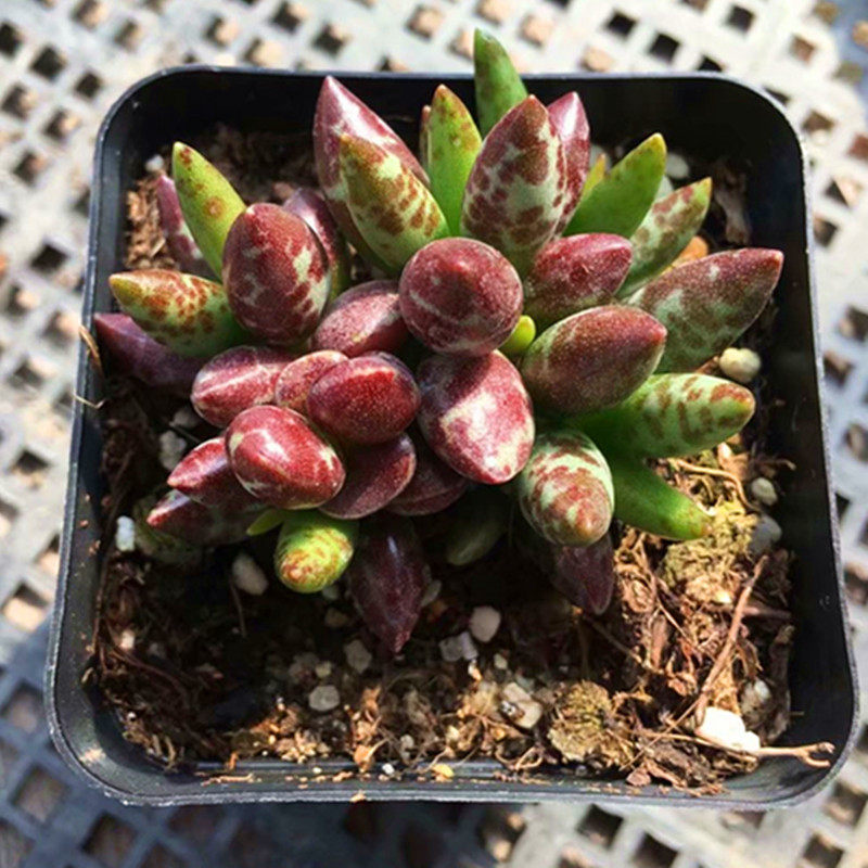 满额包邮多肉植物【梅花鹿水泡】精品进口肉肉防辐射绿植盆栽花卉