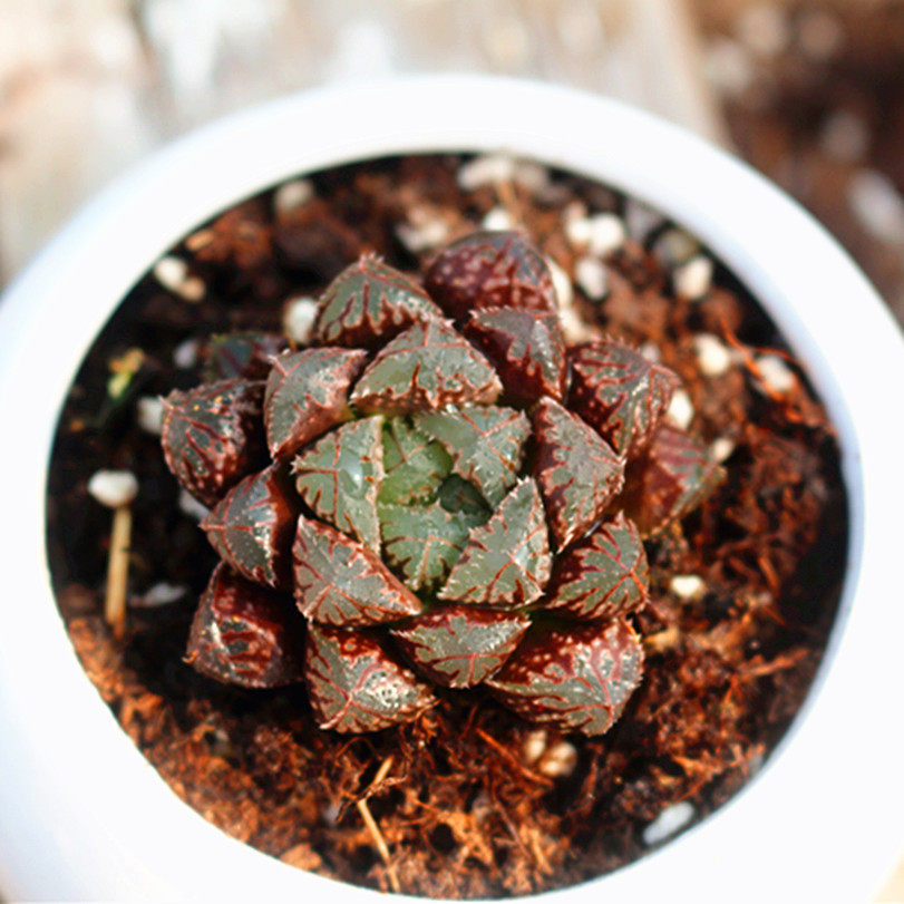 满额包邮多肉植物红岩玉露室内盆栽阳台绿植多肉植物