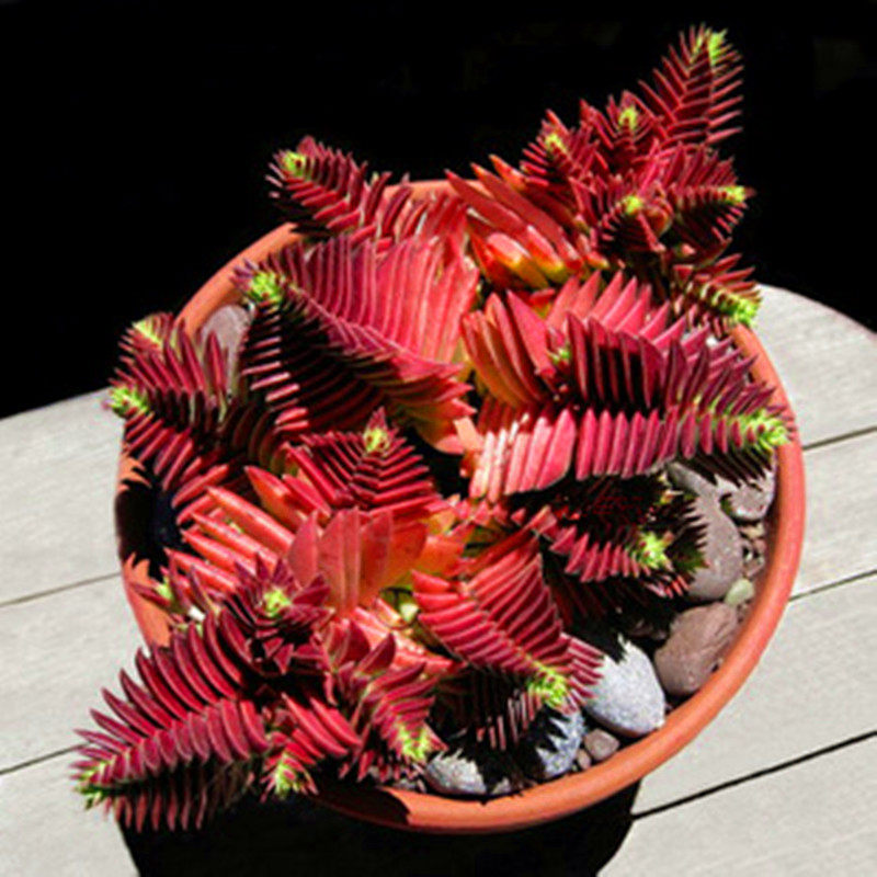 茜之塔多肉植物绿植老桩巨型稀有品种小贵货盆栽花卉办公室防辐射