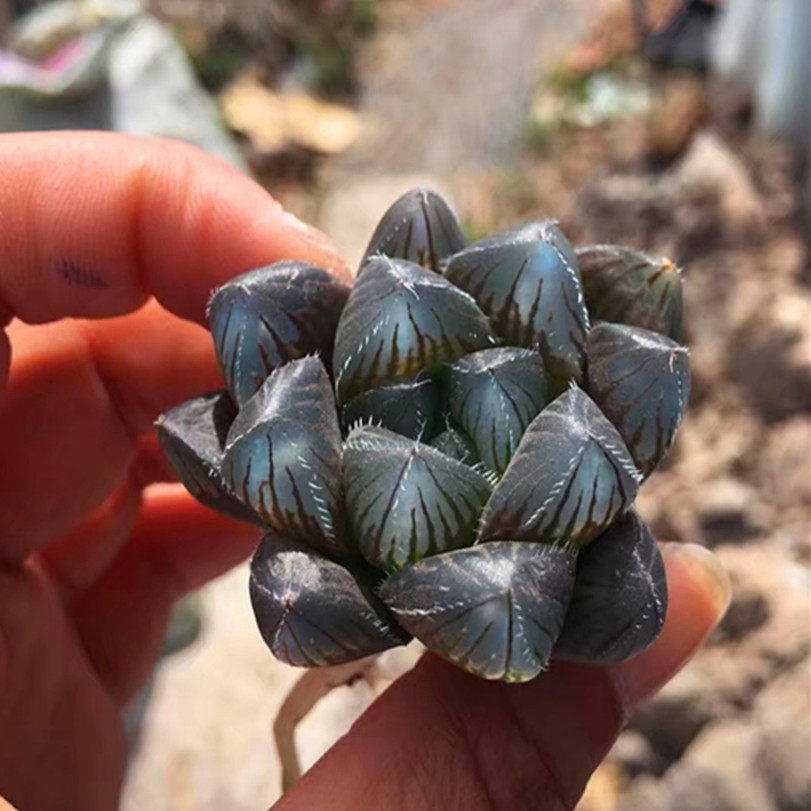 多肉植物经典巨大赤线玉露绿植可爱迷你小盆阳台栽办公室 防辐射