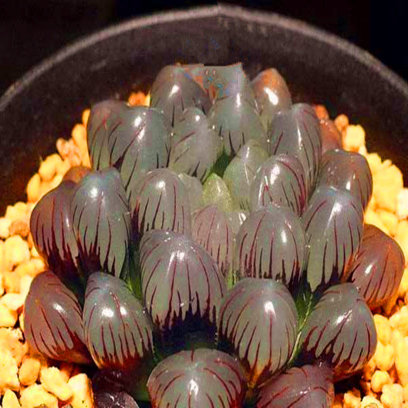 多肉植物经典紫玉玉露绿植奇趣迷你小盆阳台多肉植物