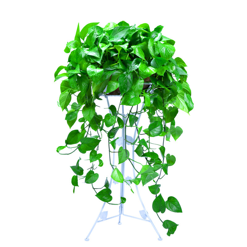 大绿萝盆栽室内吸甲醛家庭水培客厅绿箩植物垂吊大叶长藤水养包邮