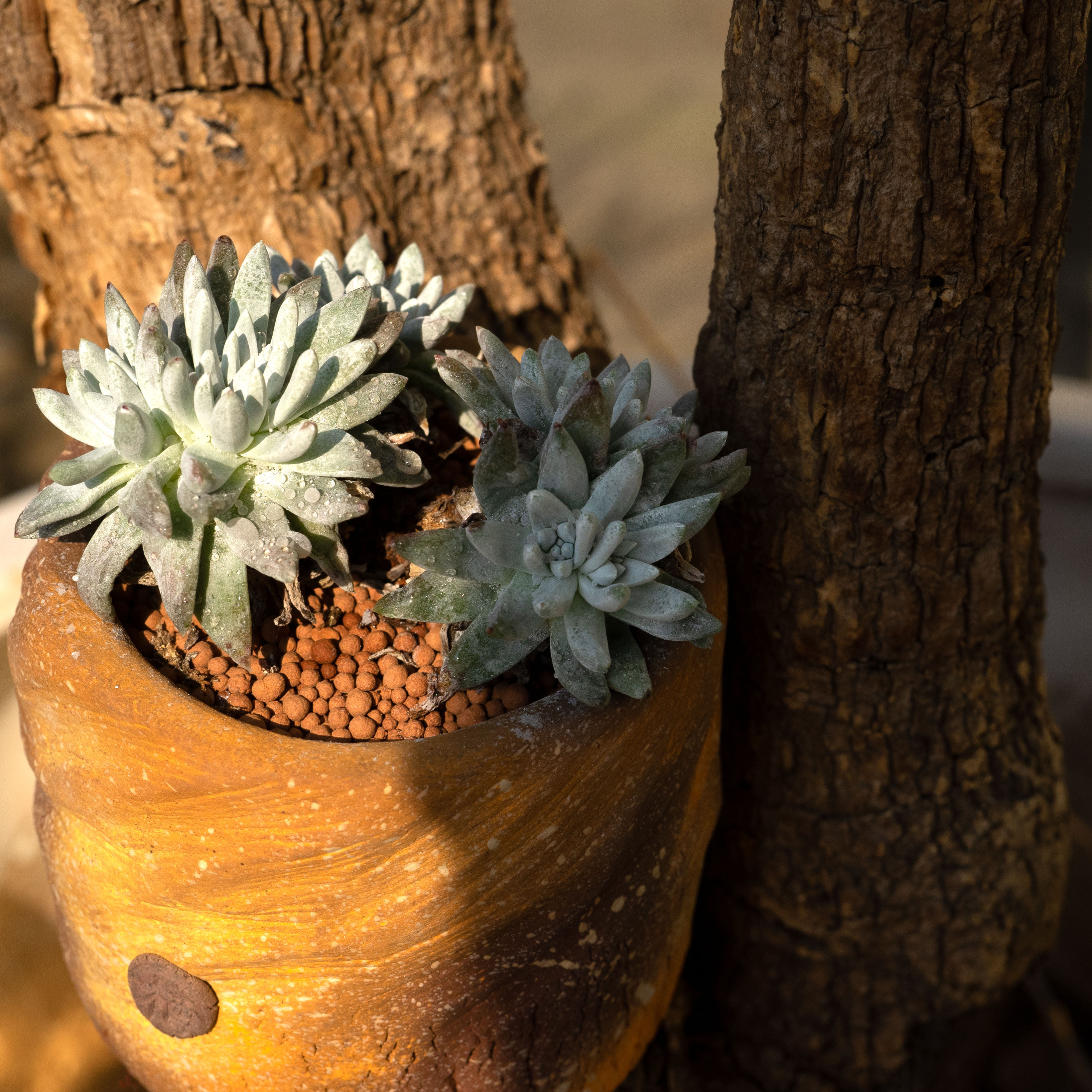 牙签家木栖黑科技花盆一物一拍直播间花盆