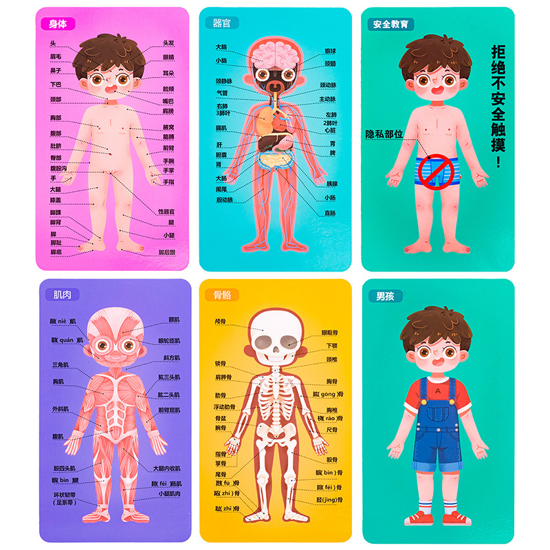 幼儿园大班科学学区材料人体结构身体部位认知拼图