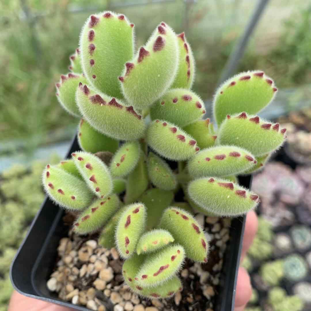 熊童子多植物绿熊小熊熊掌熊爪超大颗老桩多头多肉植物