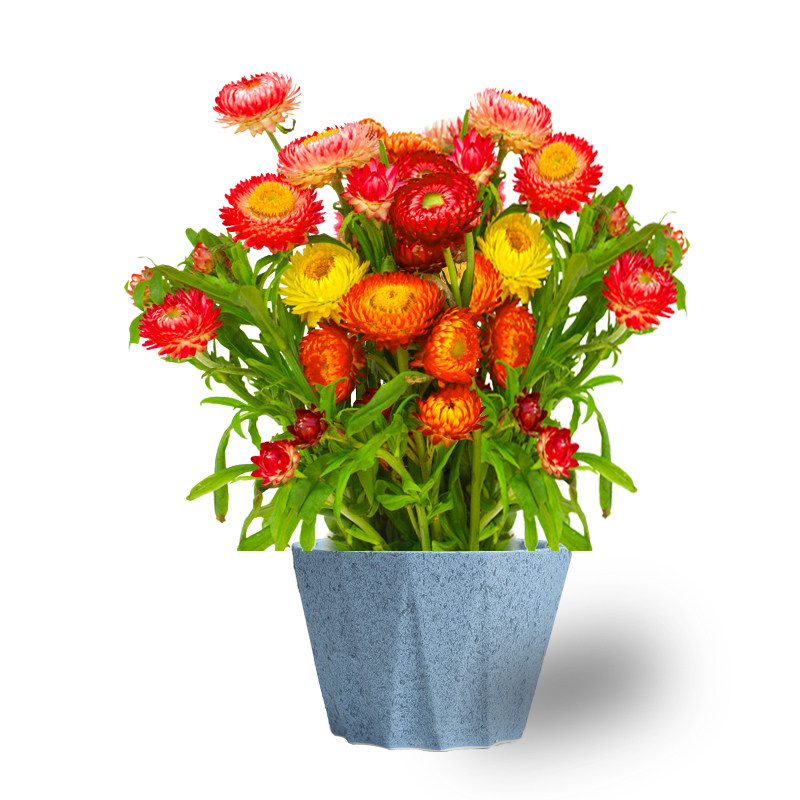 麦秆菊花花种四季播种易活阳台盆栽室外庭院家庭园艺种子