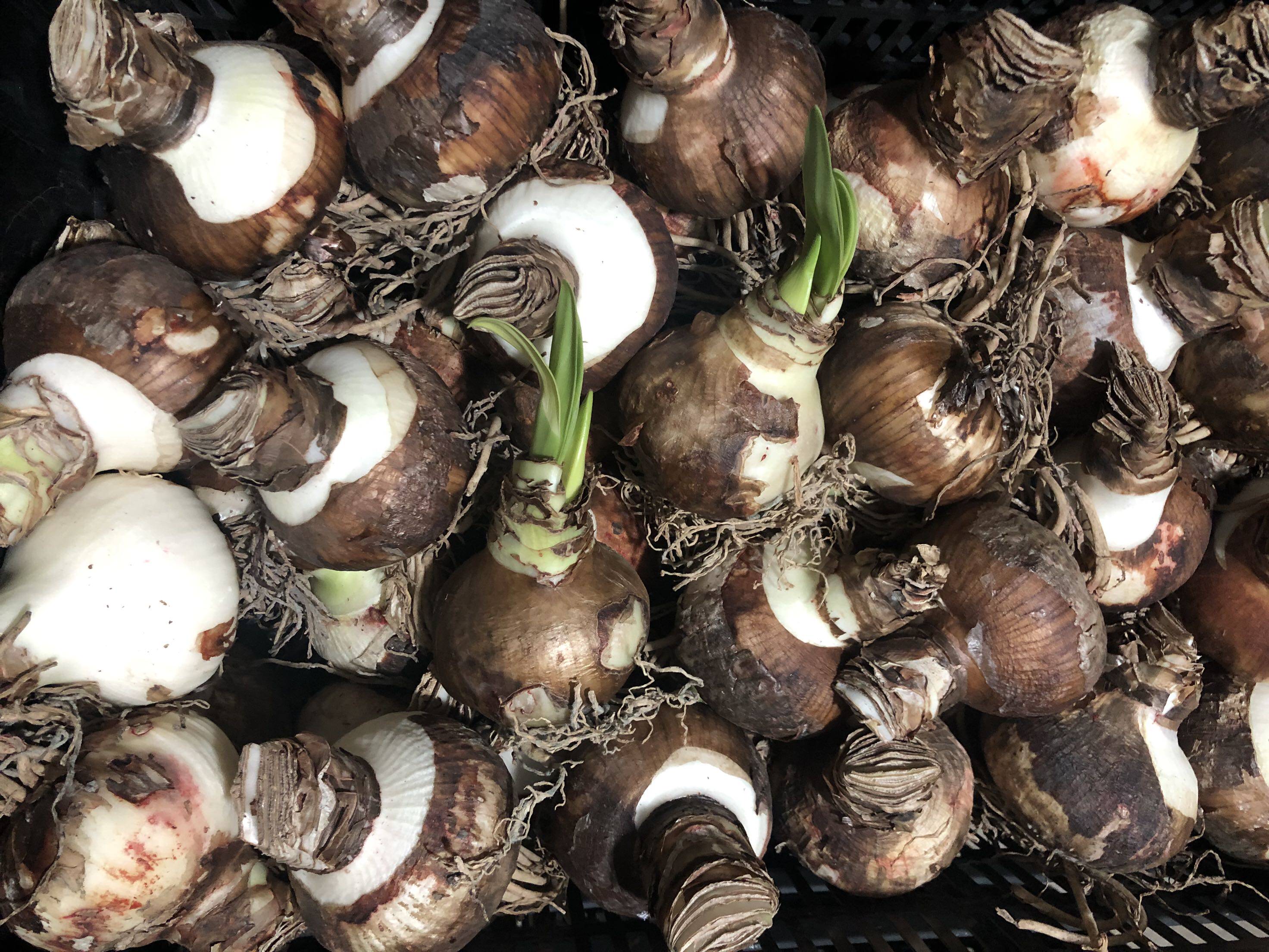 那朵花园园艺特价混球进口朱顶红球根种球种球