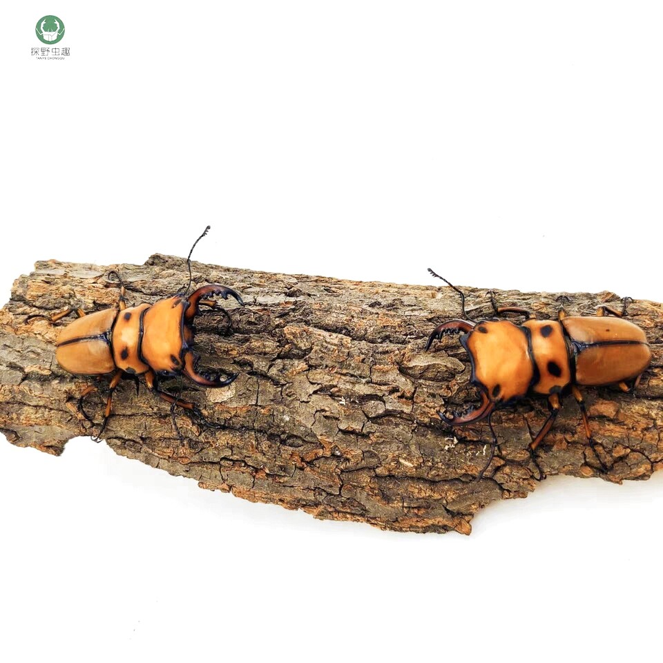 探野虫趣非洲螃蟹锹甲特色爬宠