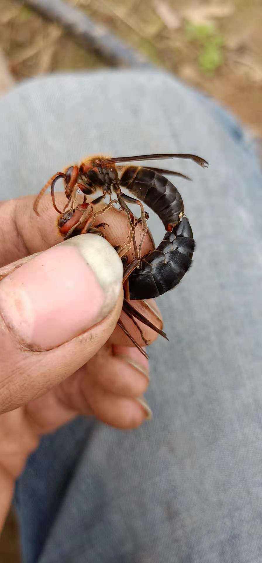 七里蜂王马蜂王金环胡蜂黄脚虎头蜂黑盾蜂王葫芦蜂包活送技术