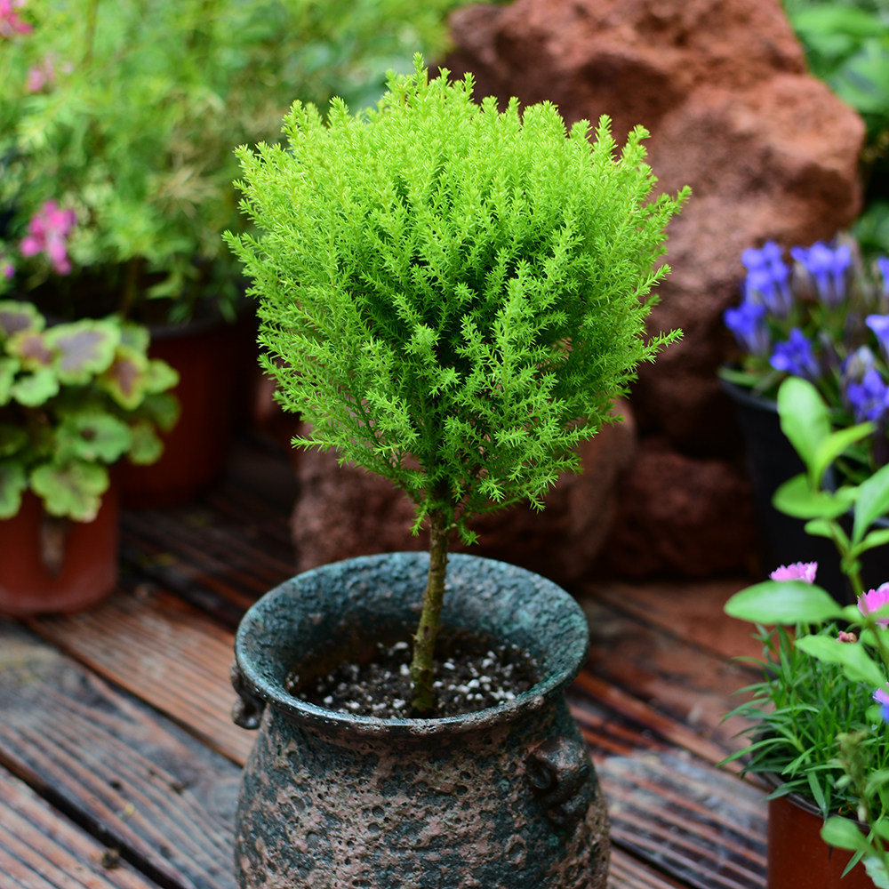香松圣诞盆栽桌面花镜耐寒有香味绿植棒棒糖叶绿植绿植
