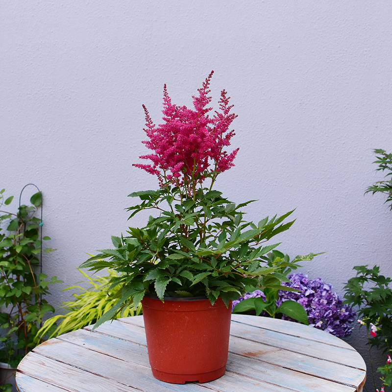 新妇进口耐阴花卉多年生宿根庭院花园园花植物时令草本花卉
