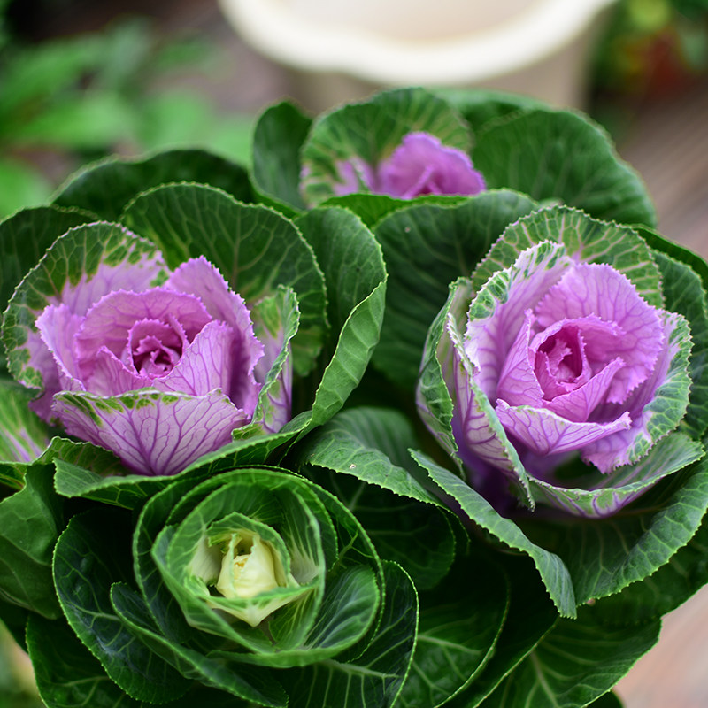 羽衣甘蓝玫瑰好养植物园花季花冬季老桩盆栽叶盆栽绿植