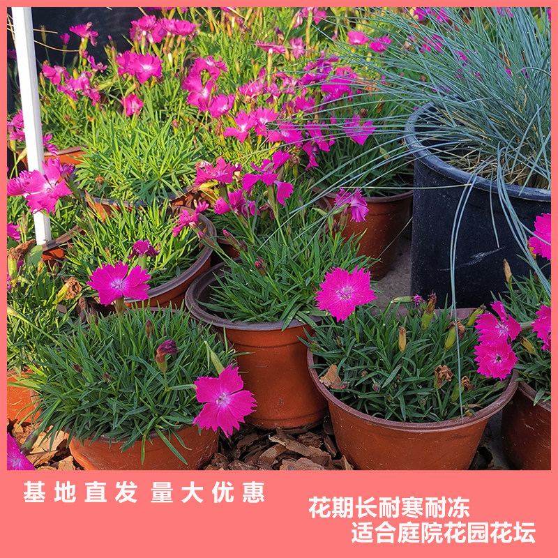 欧石竹粉贝初初吻四季开花草坪花期长好耐寒时令草本花卉