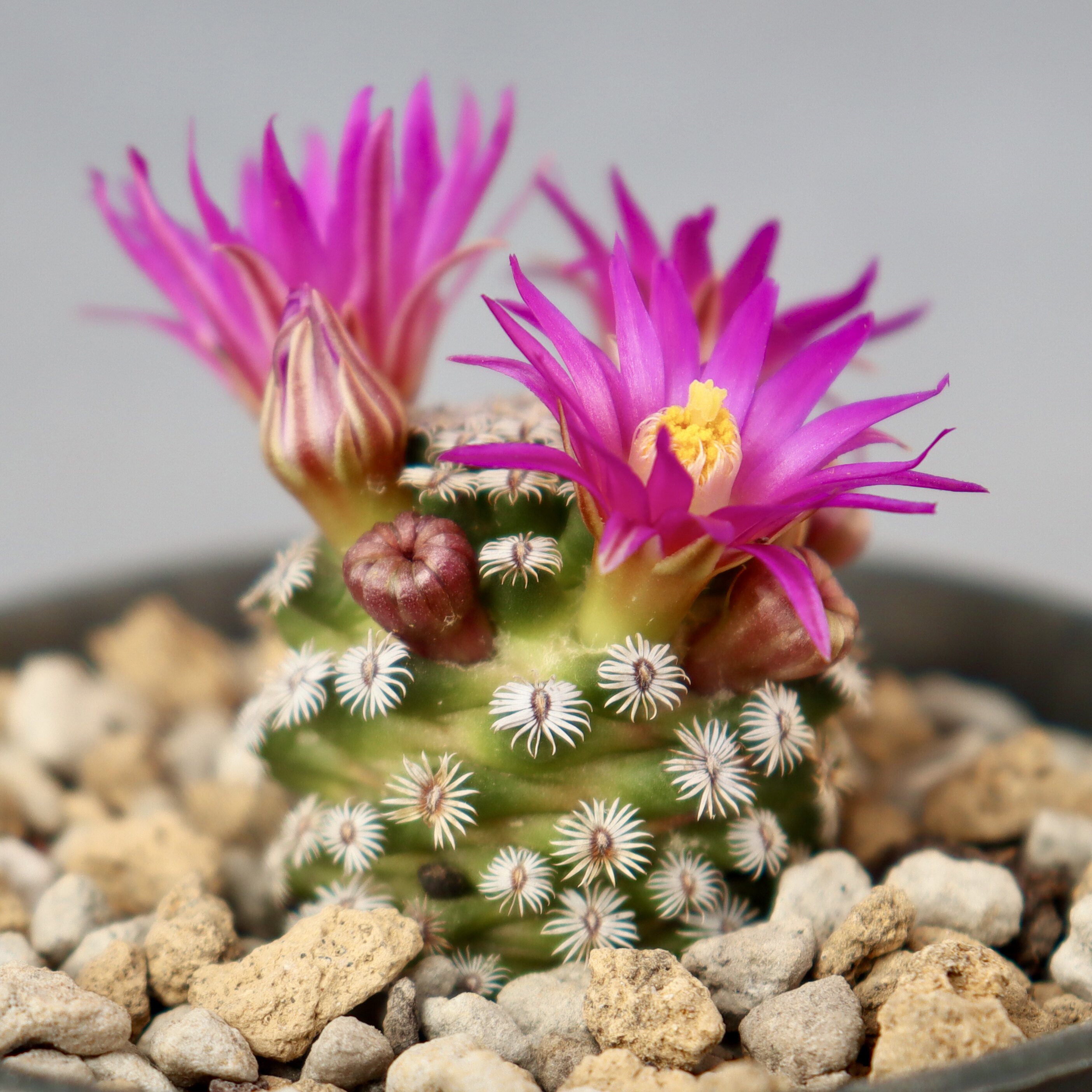 实生克氏丸稀有仙人球乳突球开花萝卜根软刺不多肉植物