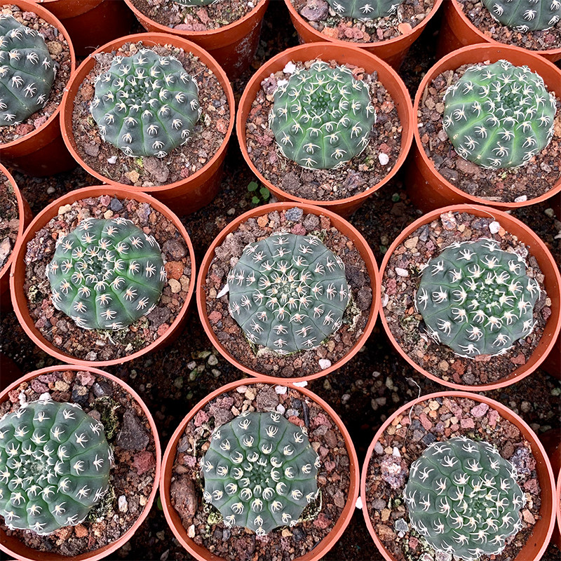 白刺瑞昌玉实生仙人稀有刺开白花扎手养活室内多肉植物