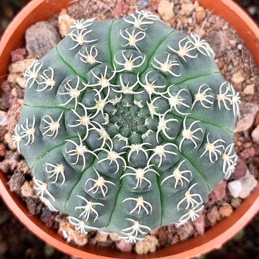 白刺瑞昌玉实生仙人稀有刺开白花扎手养活室内多肉植物