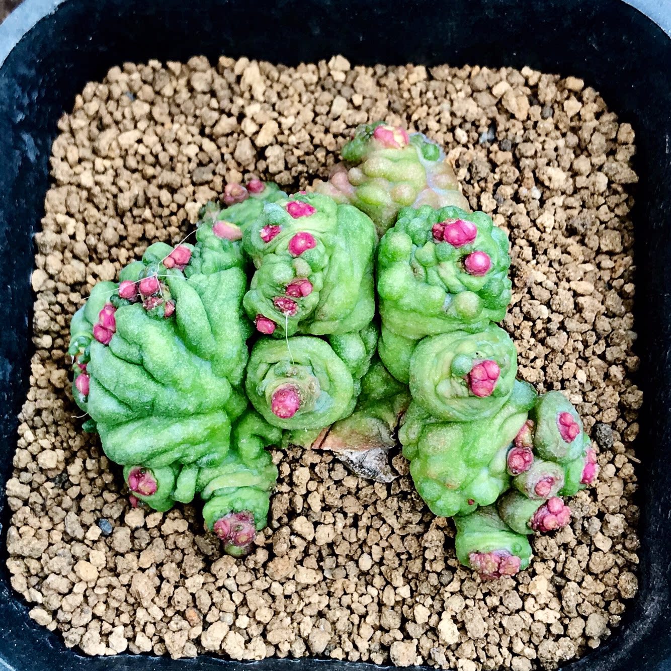 稀有有高砂石石化一点红仙人小红帽缀化乳突属多多肉植物
