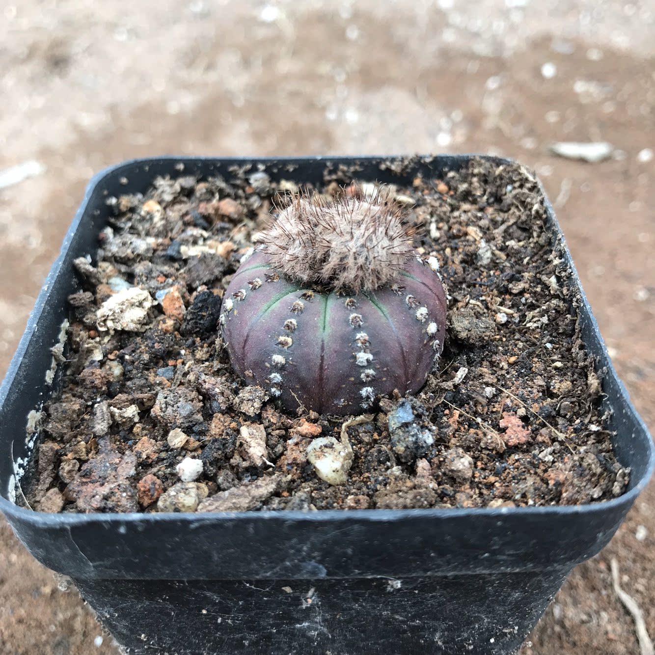 士童实生紫云之子黄金蜈蚣丸艳肌士仙人球多多肉植物