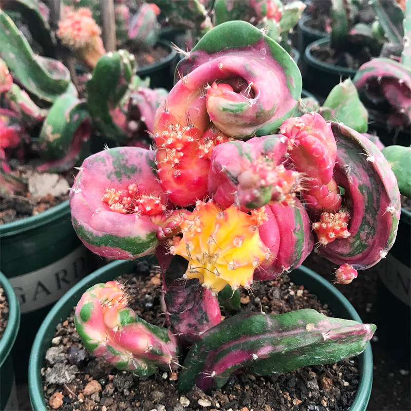 仙人稀有品种超大龙凤牡丹球多植物千变万化可一多肉植物