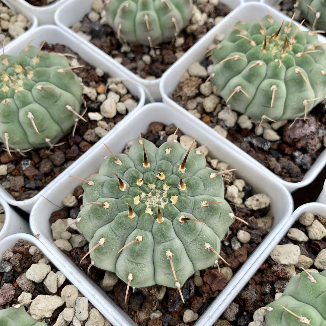 稀有实生春秋之壶一本三刺仙人球裸萼球开花多肉植物