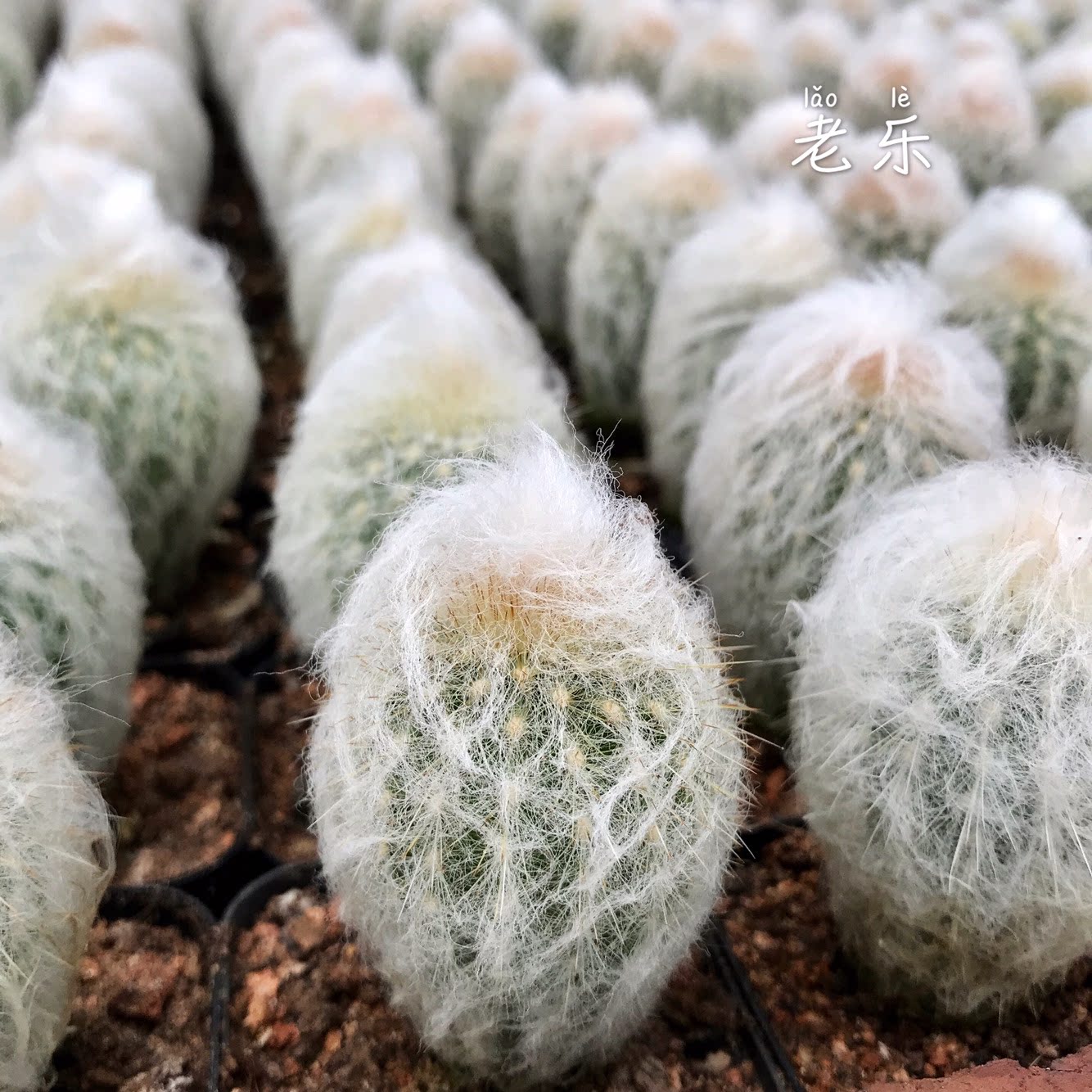 实生老乐仙人球毛柱属沙生白毛扎手毛茸茸超仙多肉植物