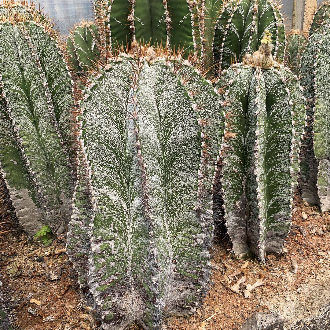 实生般若仙人大型星球开花仙人掌多肉植物室内多肉植物