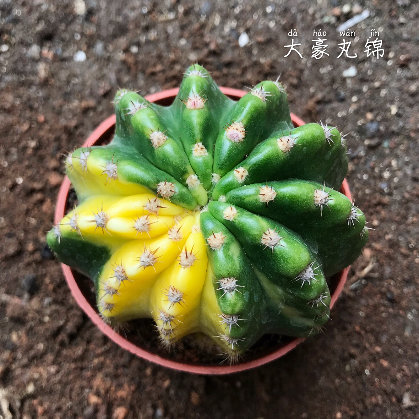 大豪丸锦侧芽自根开花仙人球多植物盆栽防辐射多肉植物