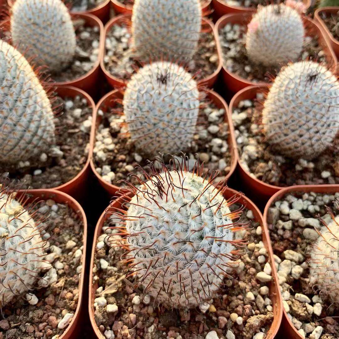 佩雷稀有曲刺直刺一物一拍乳突球属开花仙人多肉植物