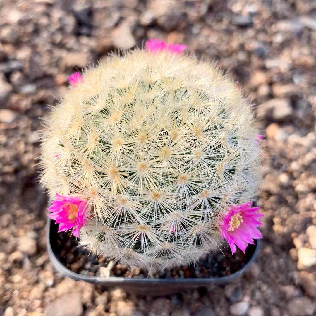 实生仙人红花嘉文软刺扎手开花乳突球属室内多肉植物