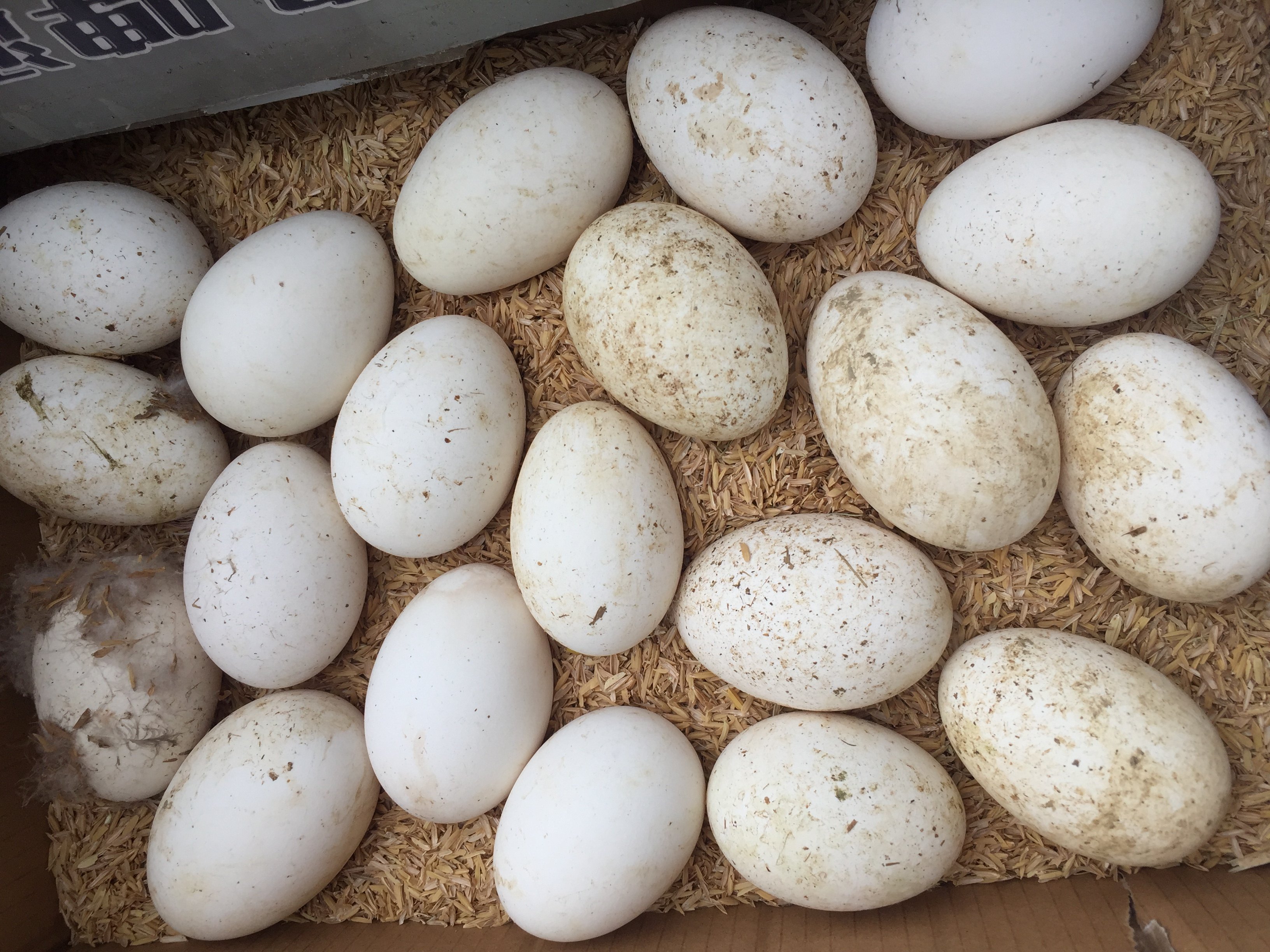 鹅蛋武冈农家自养6个孕妇食材月子纯新新鲜鹅蛋