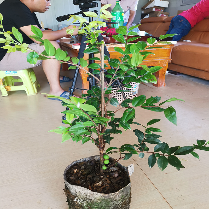 嘉宝果苗台湾早生红妃艾斯卡沙巴福冈布卡阿根廷果树