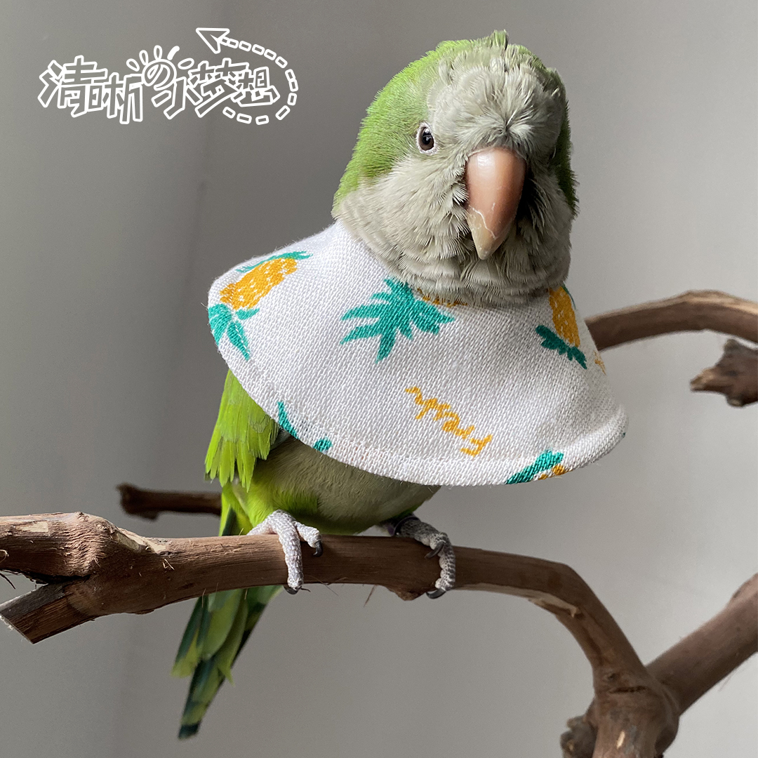 脖套清晰家鹦鹉鸟用伊丽莎白圈防咬毛啄毛受伤保护宠物服装