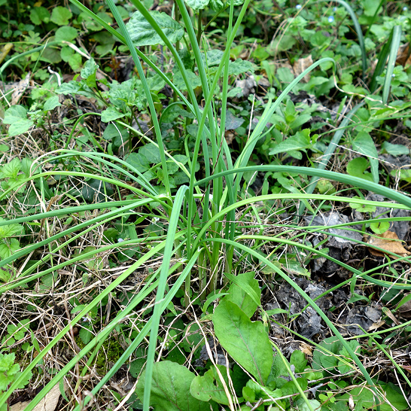 贵州耳根草折鱼腥二份新鲜苦蒜包香葱食用野葱葱类