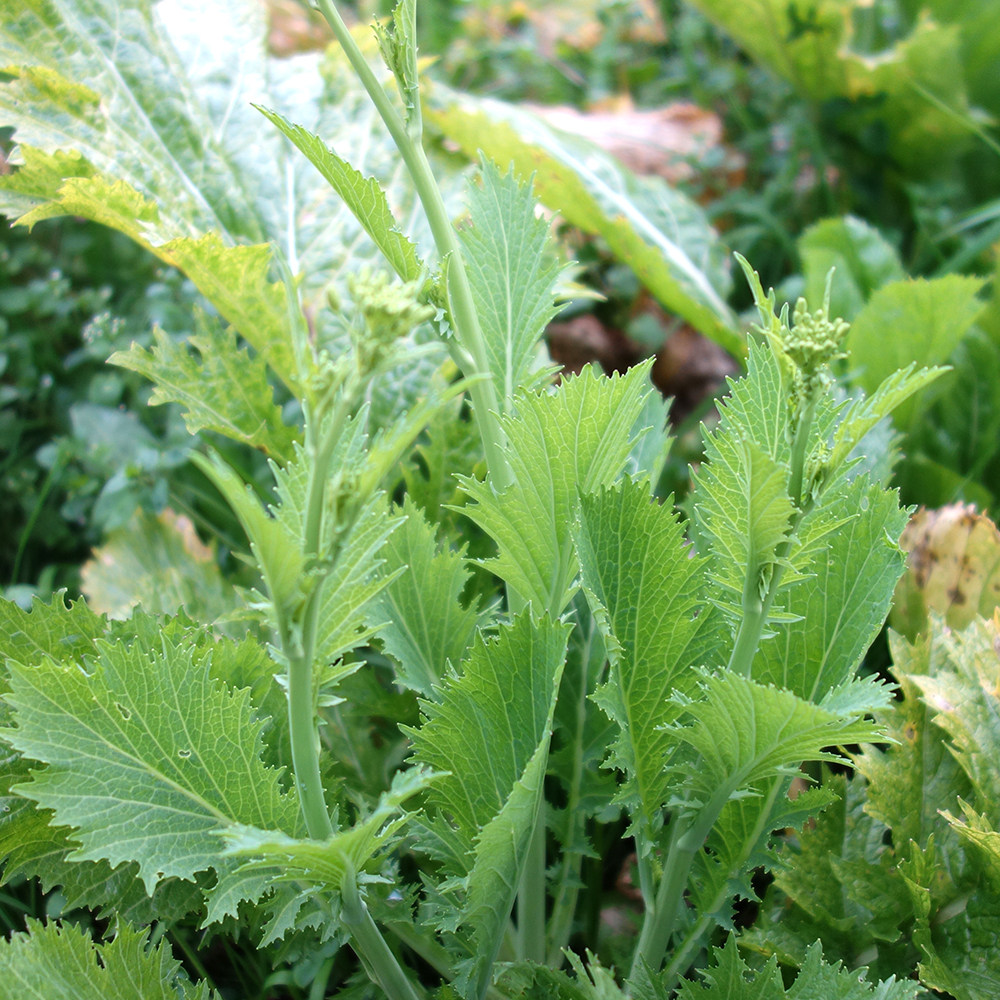 【印象贵州】新鲜蔬菜现摘现发农家苦芥青菜苔冲菜3