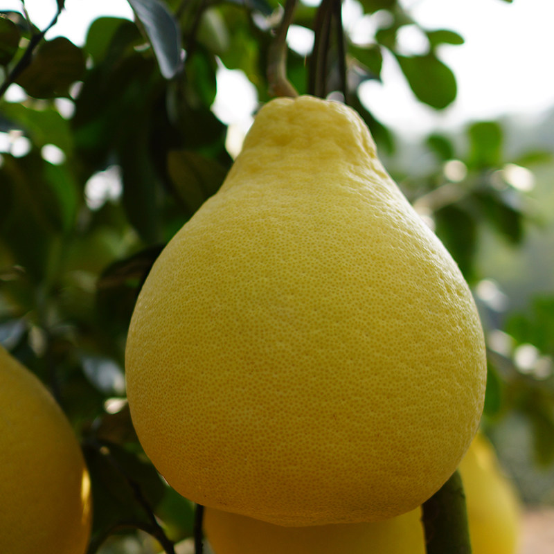 柚子儿时不酸纯甜10斤精选沙田柚印象沙田品种柚子