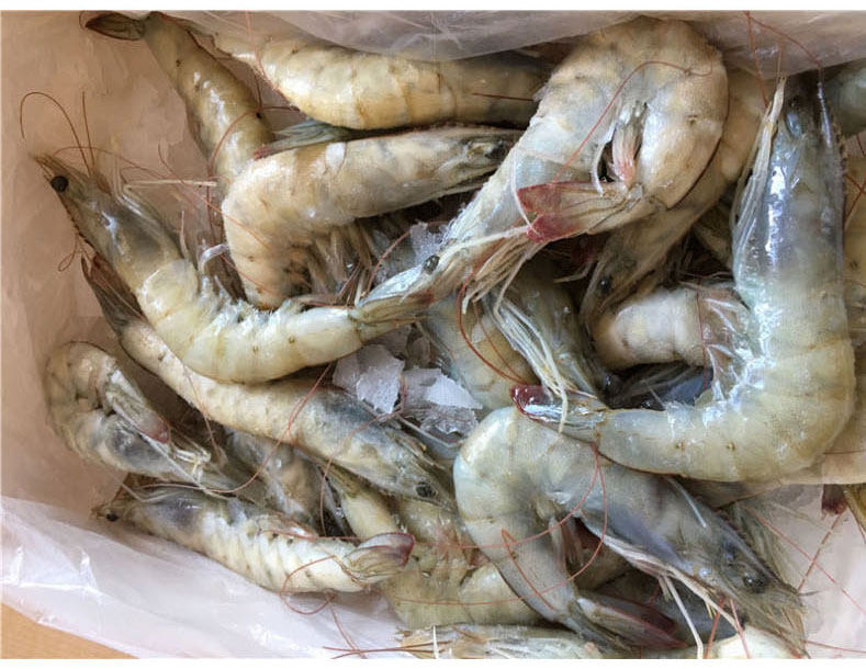王牌厄瓜多尔南美海白盐冻对虾鲜活超大2kg原装进口30404050包邮冻虾