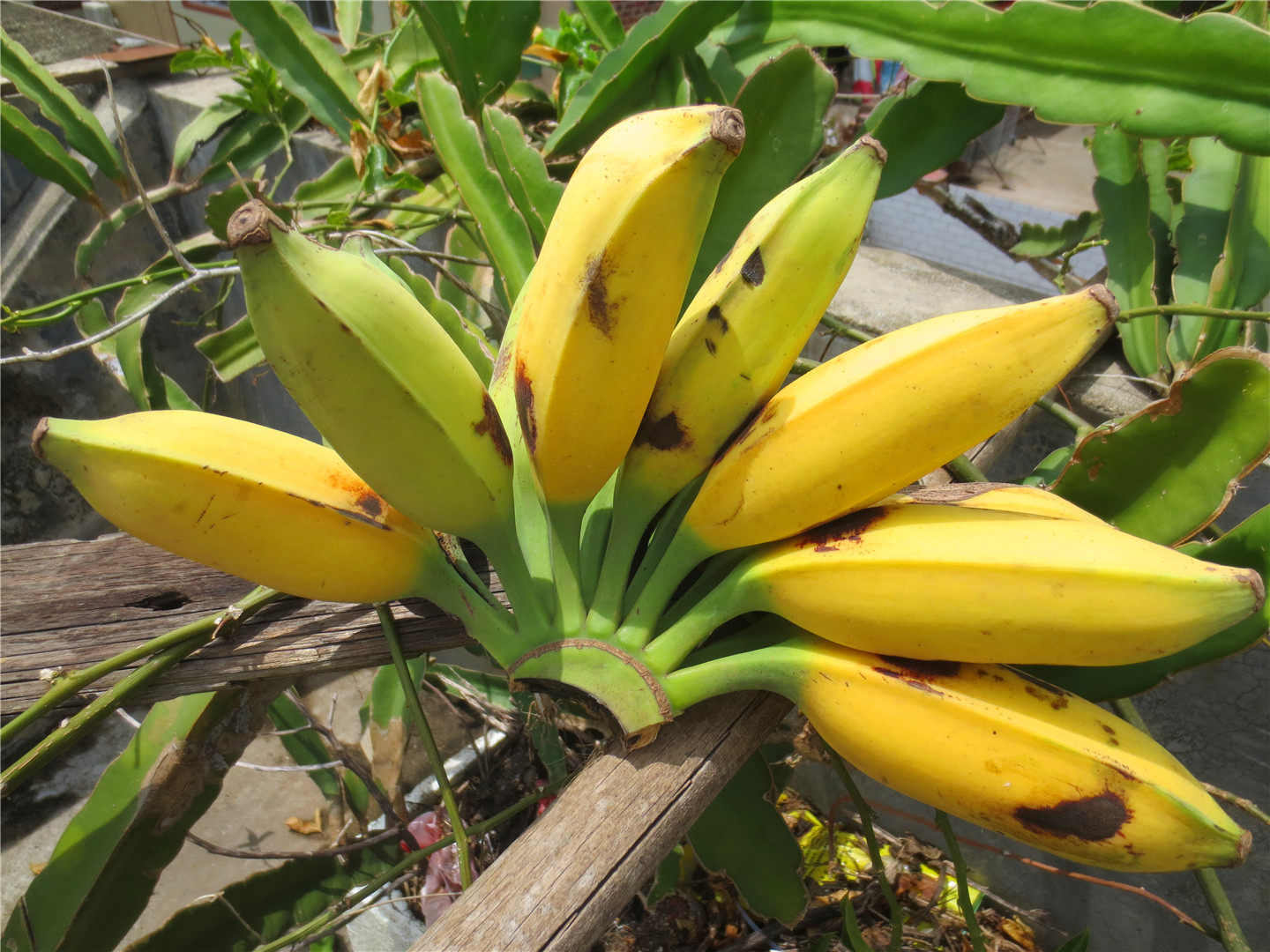 芭蕉牛蕉大蕉牛角净重9斤新鲜香蕉水果非小香蕉