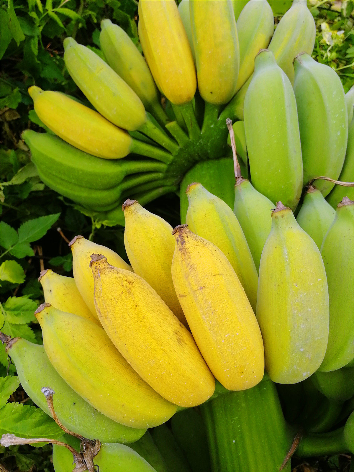 广西特产幼儿食物芭蕉新鲜西贡进贡饱满米蕉香蕉