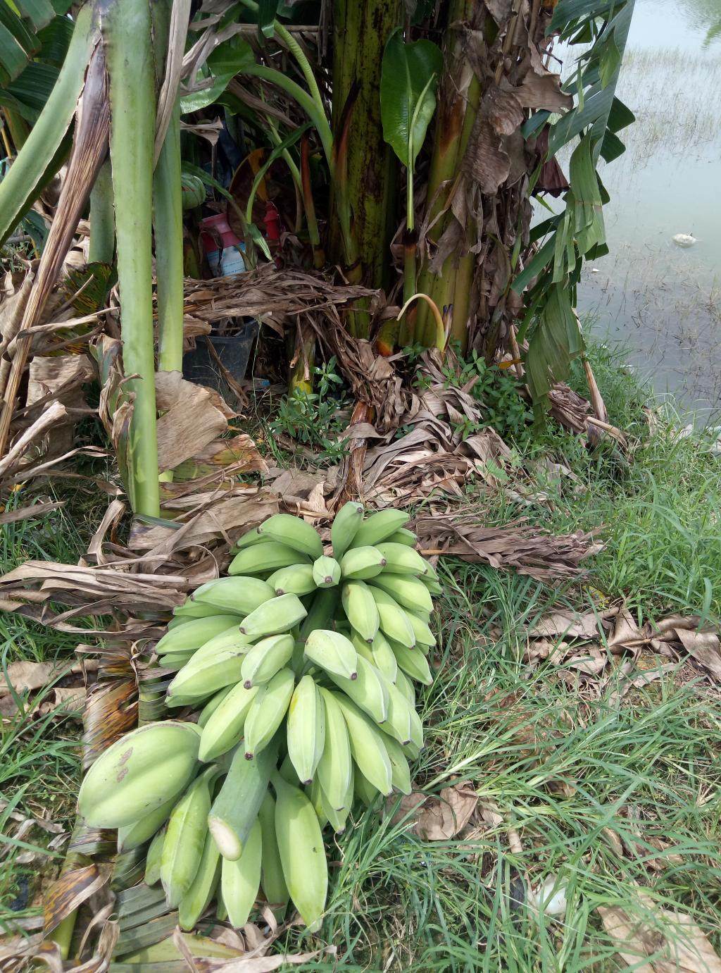 广西牛蕉大蕉大芭蕉牛角蕉板蕉广西特产5斤大果新鲜无催熟剂