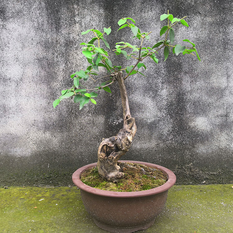 果苗奶子杈杷鸳鸯裤裆果羊牛奶爱心盆景绿化花卉