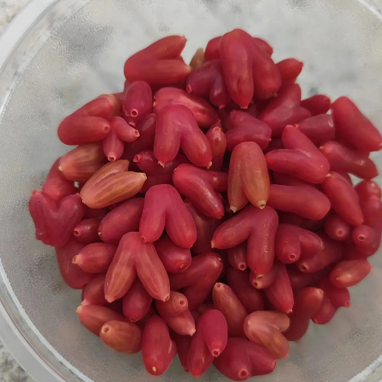 果苗奶子野生生水果杈杷鸳鸯裤裆爱心果羊牛奶时令草本花卉