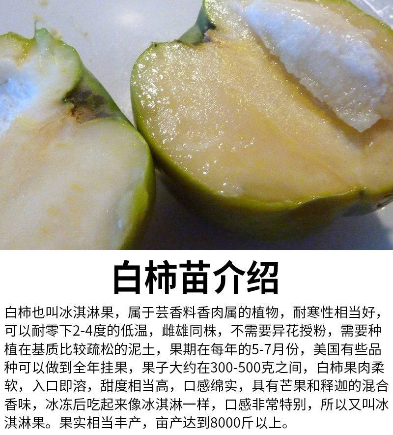 冰淇淋新品新品种种果树苗果苗白柿苗嫁接四季开花结果果树