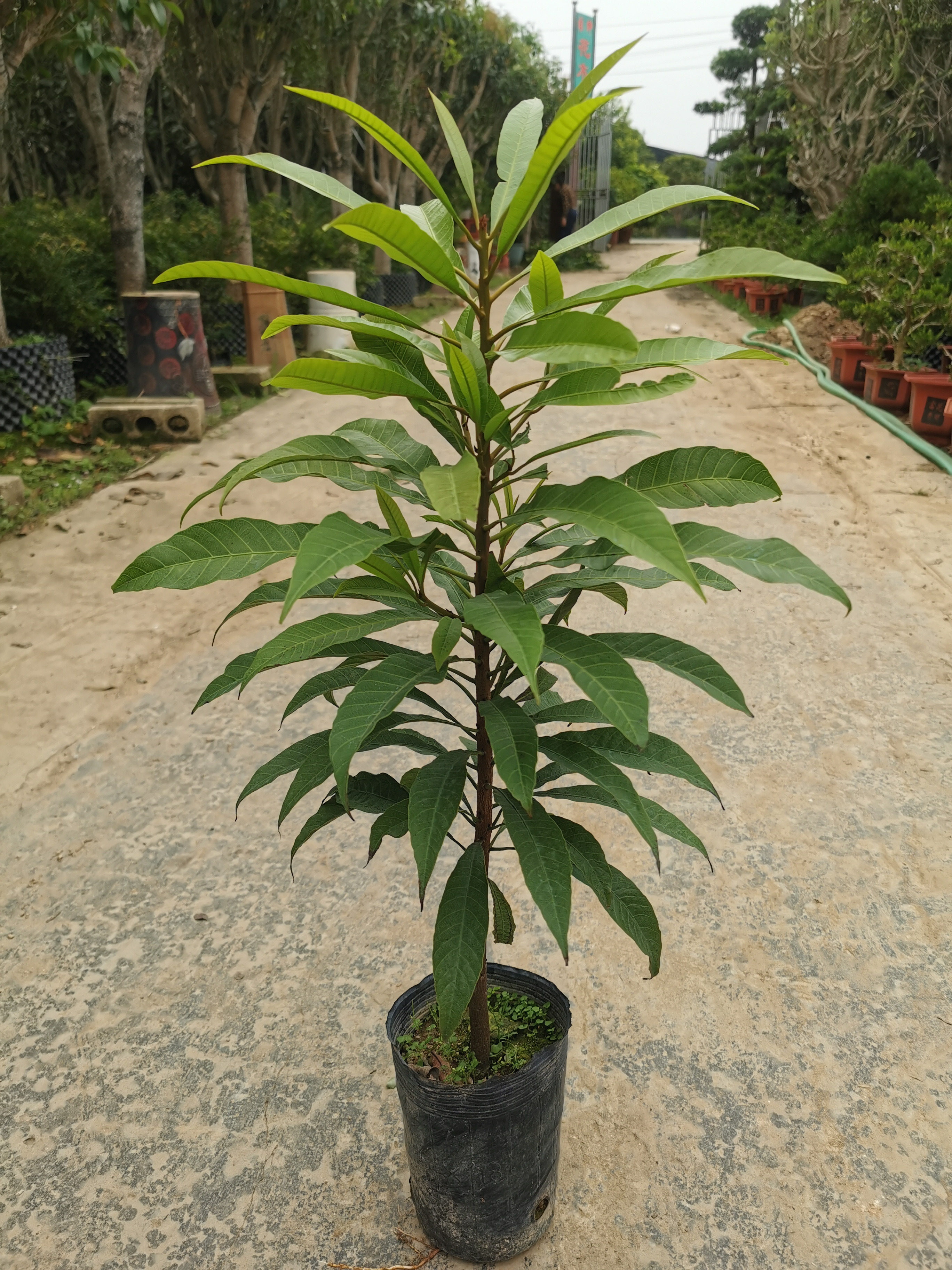 果苗鸡蛋果仙桃树苗耀堂蛋黄鸡蛋盆栽果树当年果树