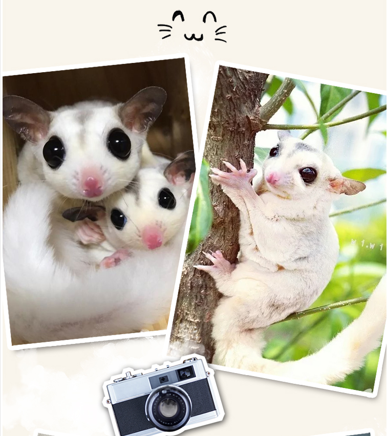 包活现货蜜袋鼬活体宠物澳洲异宠蜜袋鼠幼崽小飞鼠活体蜜袋鼯蜜鼠