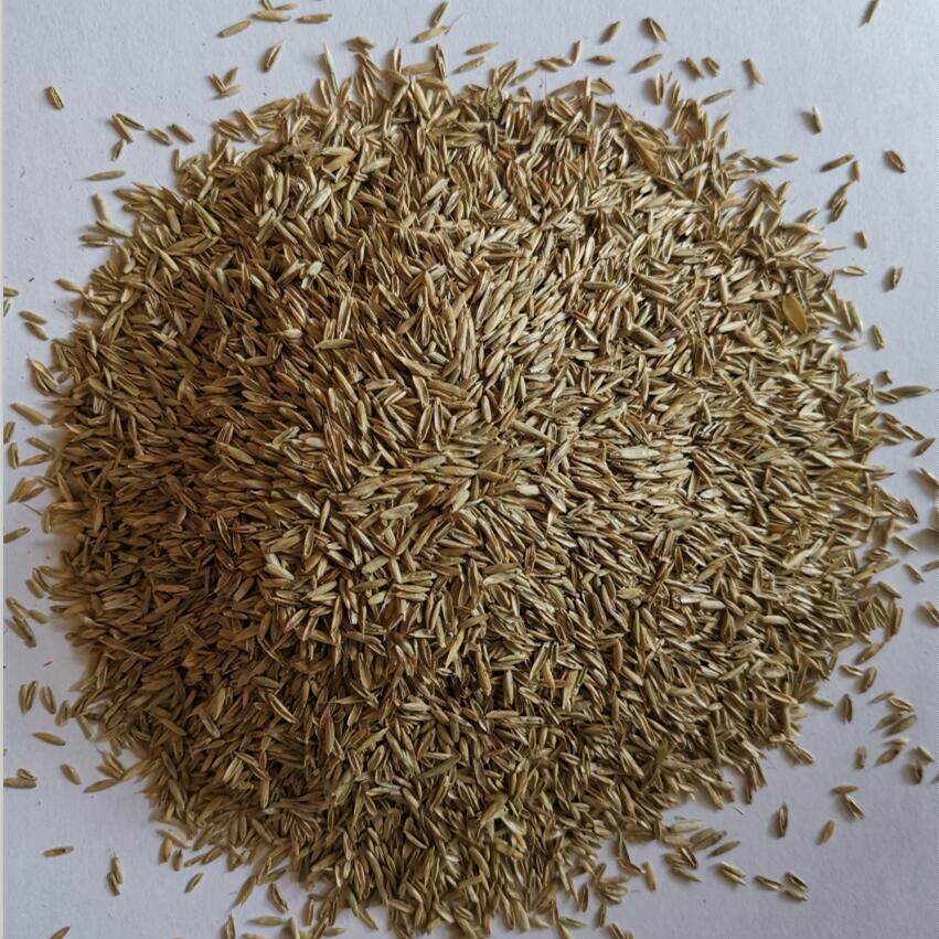 草坪种子黑麦草狗牙根高羊茅马尼拉护坡草籽四季常青庭院绿化草皮_双
