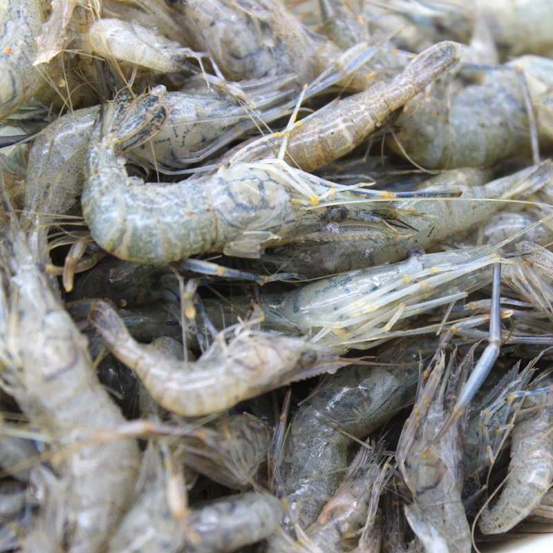 水库北京密云新鲜河当日捕捞鲜活水产小白600g冻虾