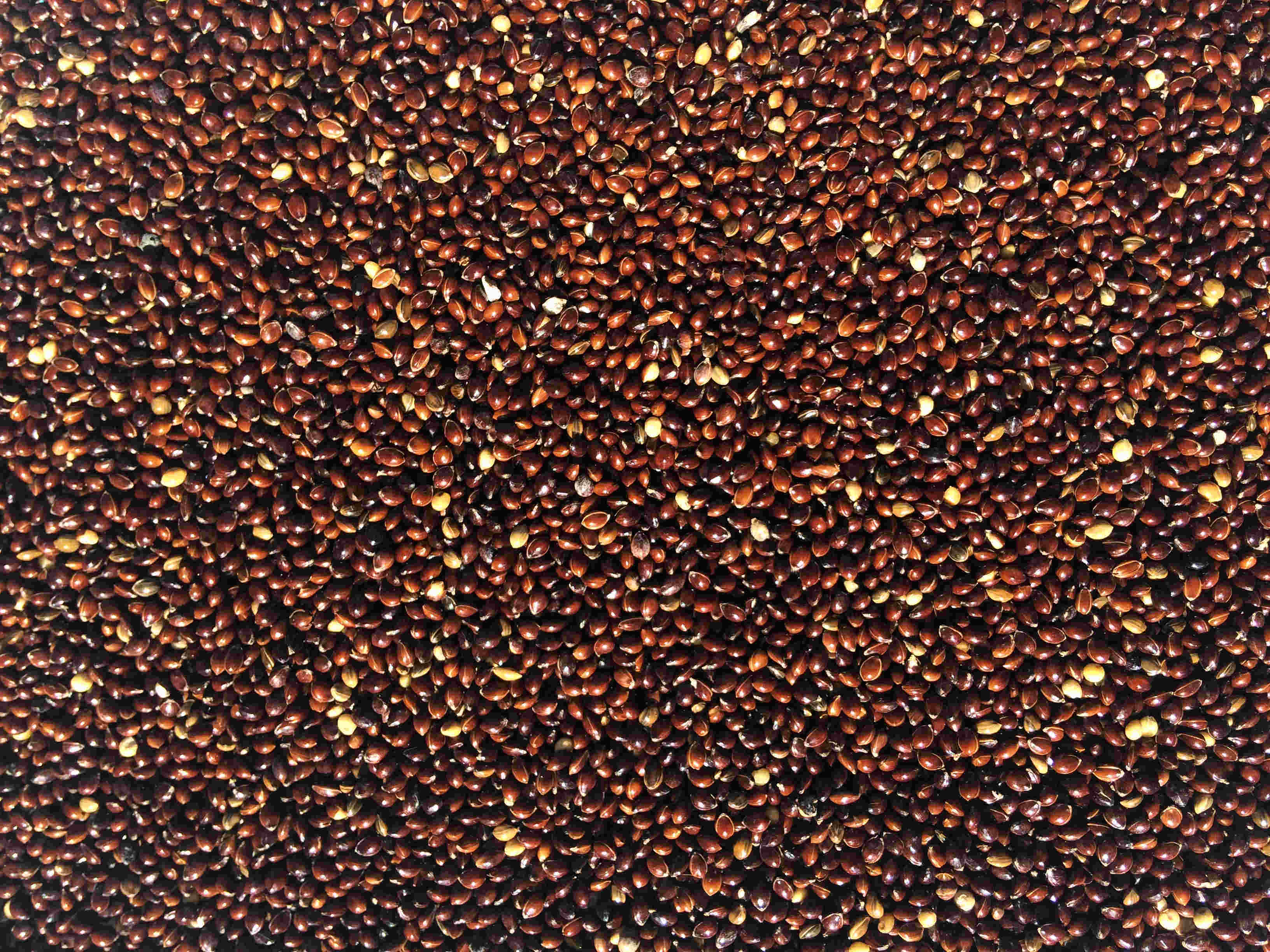 枕头美顿宝包邮带壳黑糜子50斤鸟食饲料芯鸽粮免鸟食