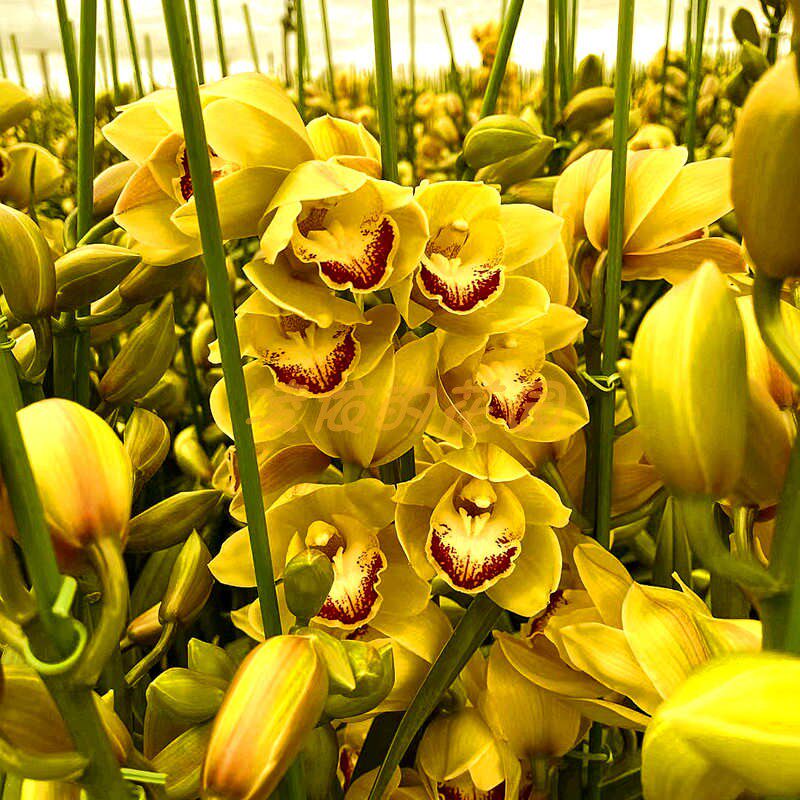 黄金岁月大花蕙兰惠兰花苗冬季花卉客厅阳台时令草本花卉